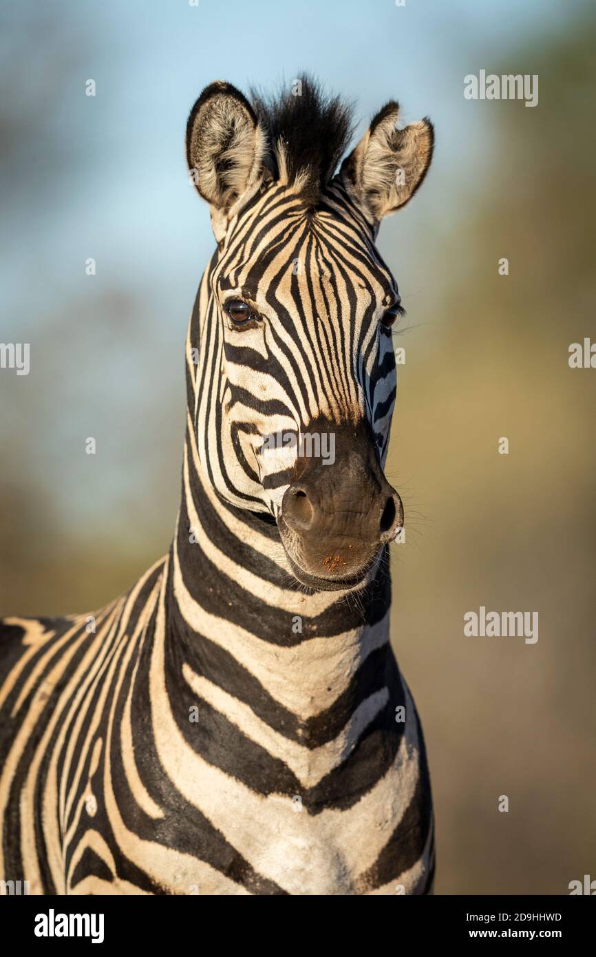 Vertikales Porträt eines erwachsenen Zebras, das die Kamera anschaut goldenes Nachmittagslicht im Kruger Park in Südafrika Stockfoto