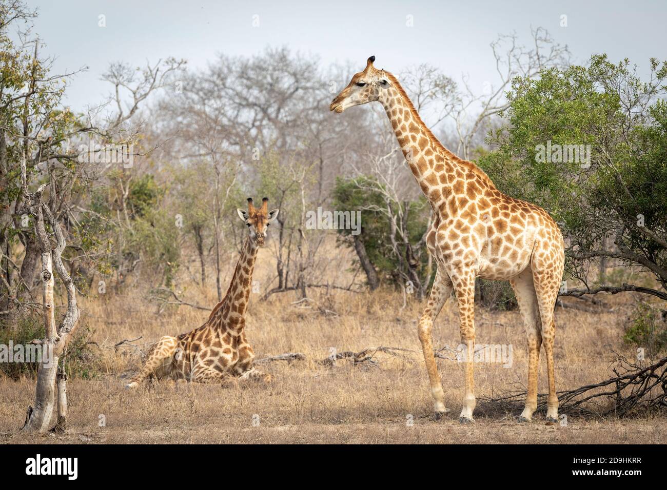 Weibliche Giraffe steht und eine weitere Giraffe sitzt im trockenen Busch Im Kruger Park in Südafrika Stockfoto