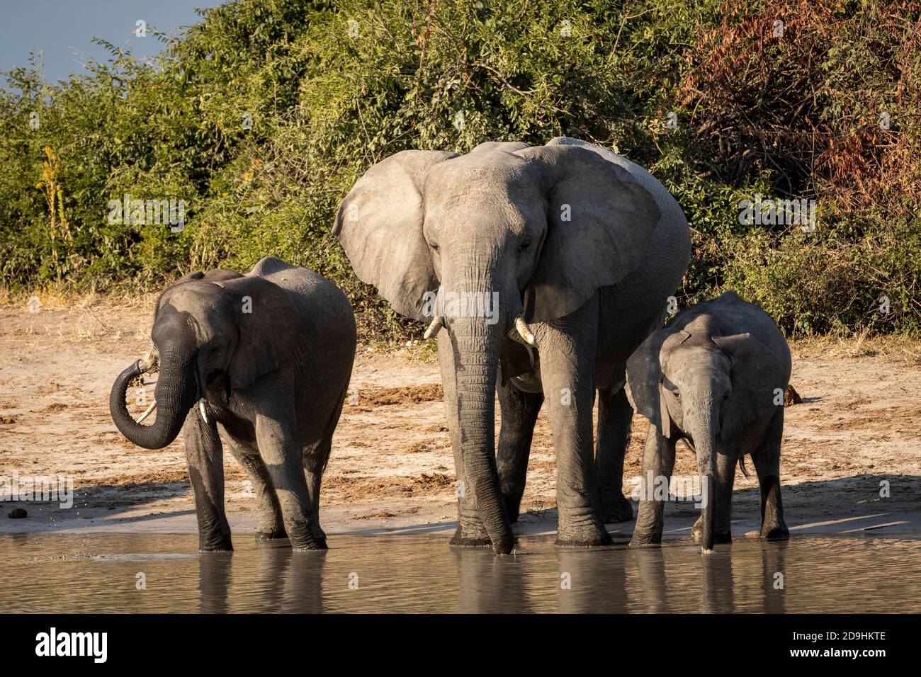Kleine Elefantenherde, die am Rand des Trinkwassers steht Im warmen Nachmittagslicht in Savuti in Botswana Stockfoto