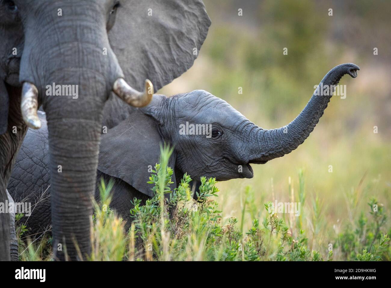 Elefantenbaby, der unter seiner Herde im hohen grünen Gras steht Im Kruger Park in Südafrika Stockfoto