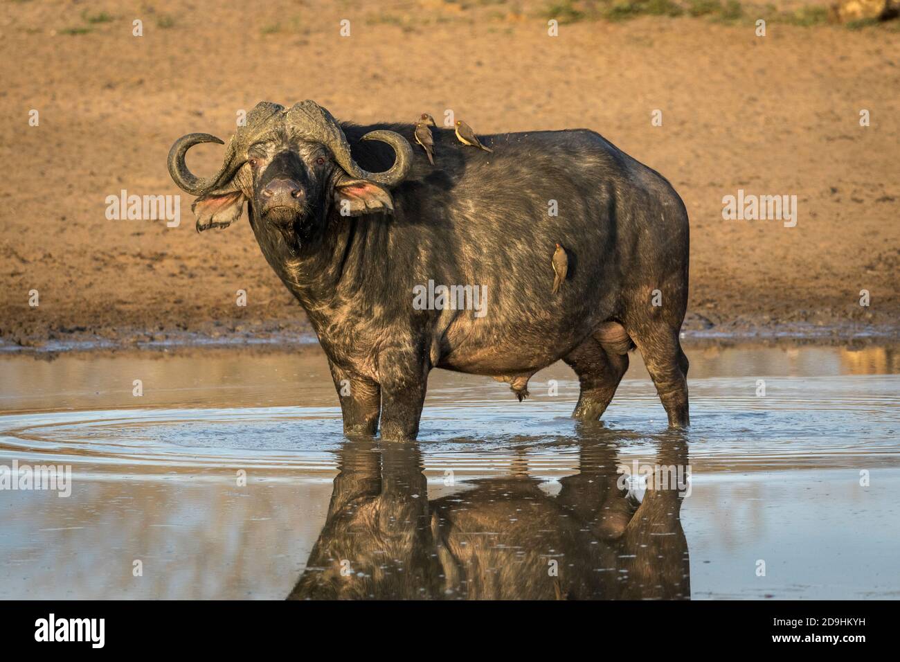 Männlicher afrikanischer Büffel, der im Wasser mit Ochsenpeckern steht Sein Rücken in goldenem Nachmittagslicht im Kruger Park in Südafrika Stockfoto