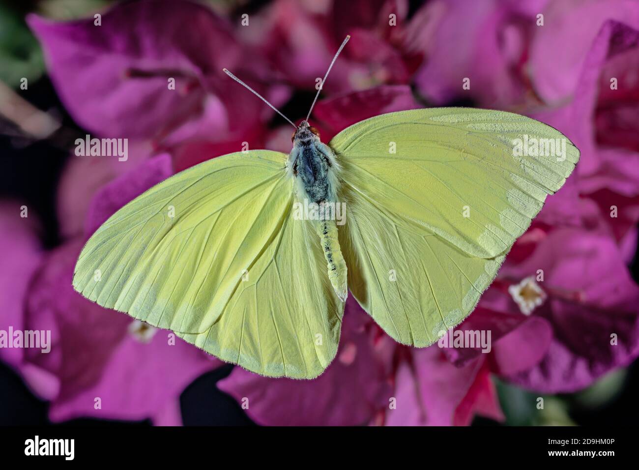 Wolkenloser Sulpher Butterfly, Phoebis sennae Stockfoto