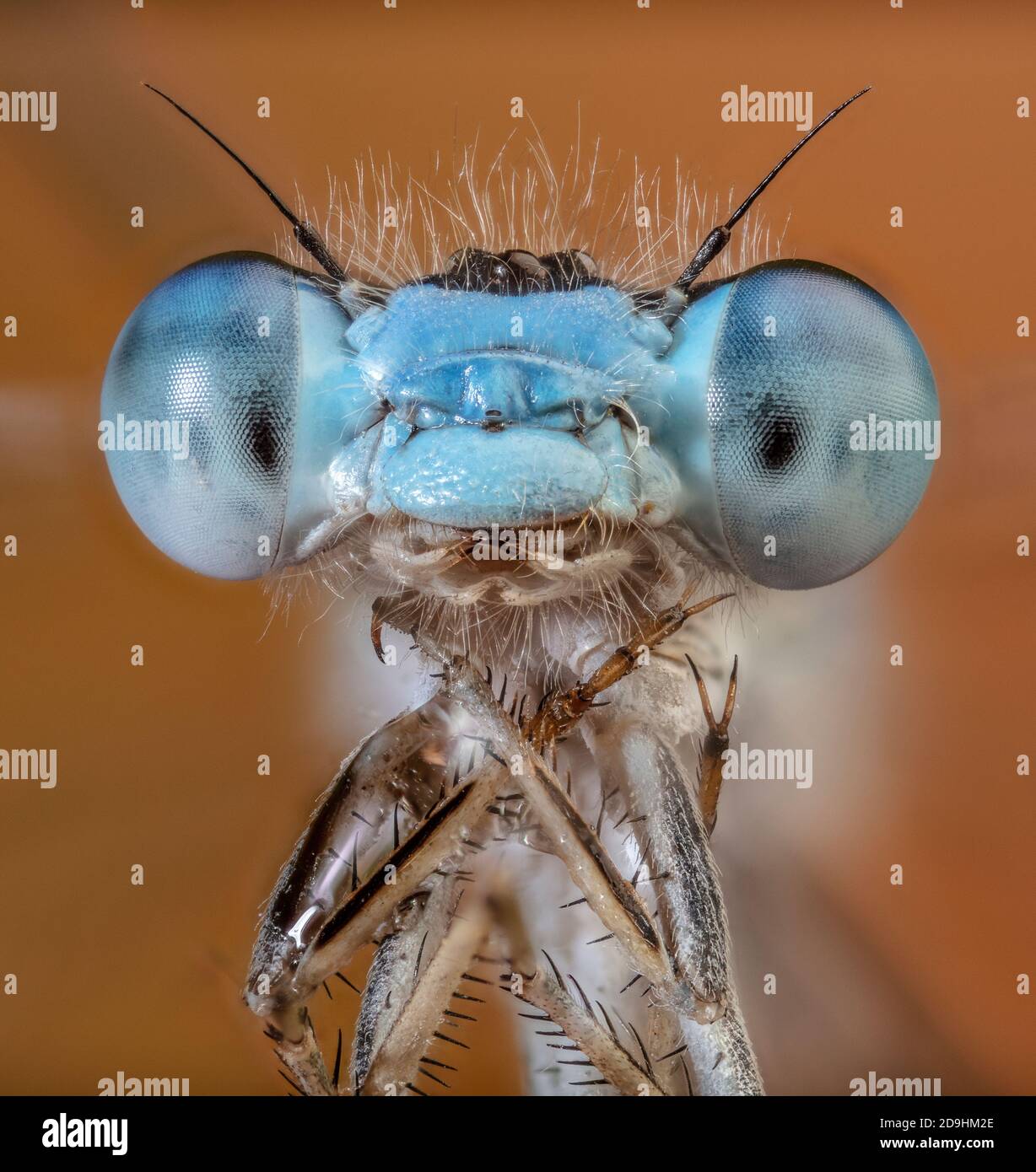 Damsel Fly Face 5x Stockfoto