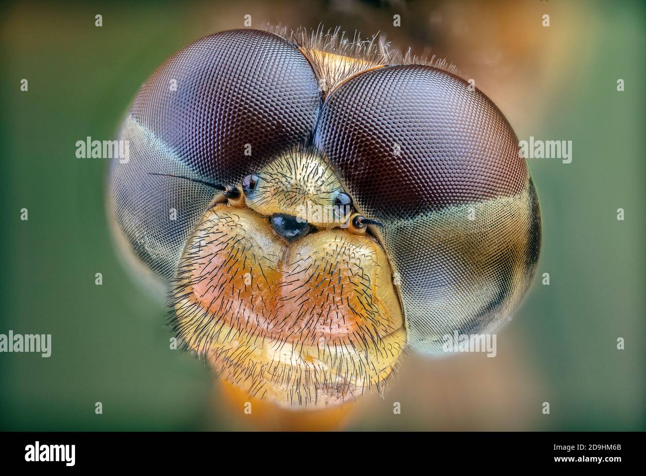 Zusammengesetztes Auge einer Libelle Stockfoto