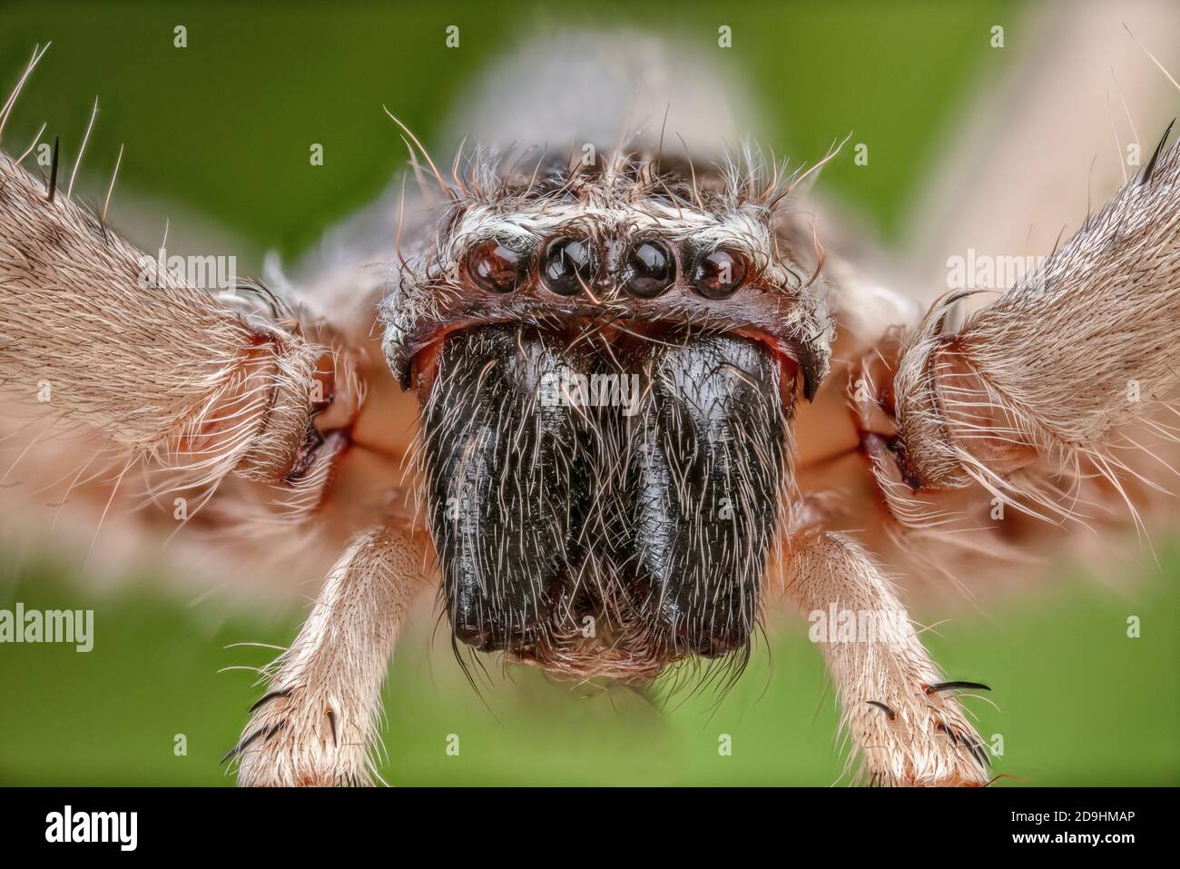 Giant Crab Spider, Fuchsjagd giganteus Stockfoto