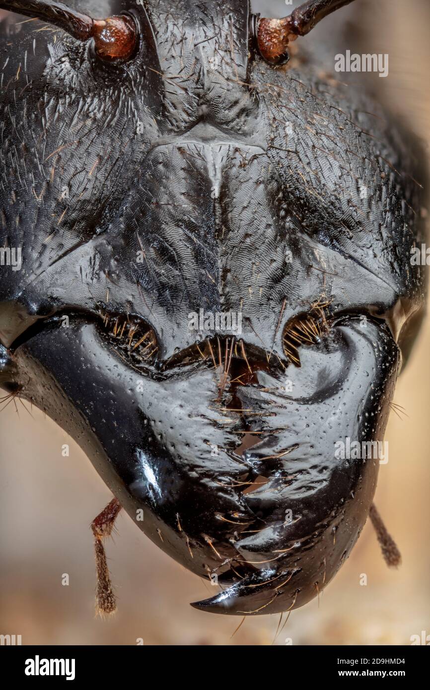 Riesenforstanze Jaws 5x, Camponotus gigas Stockfoto