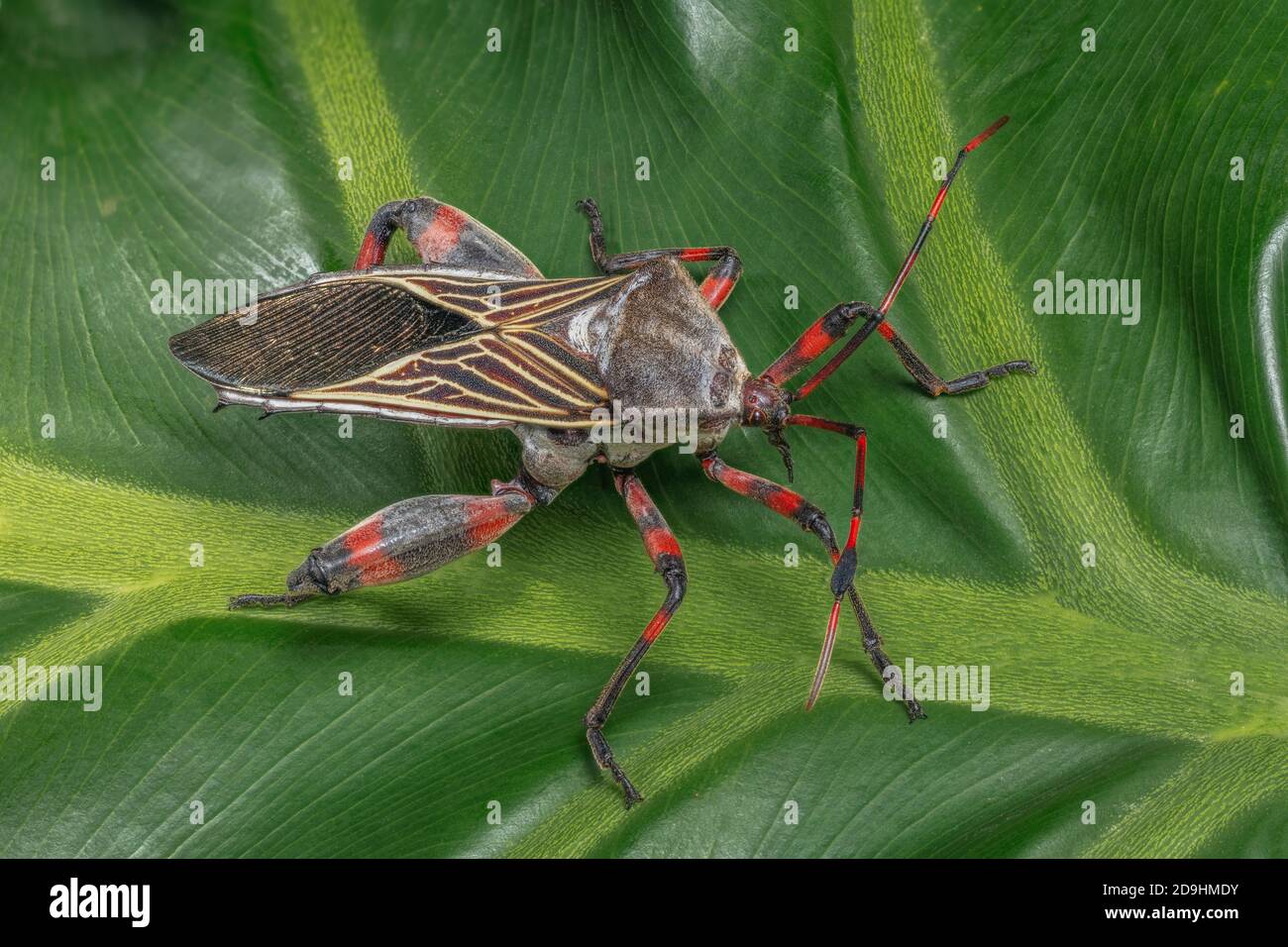 Riese Mesquite Bug, Thasus neocalifornicus Stockfoto
