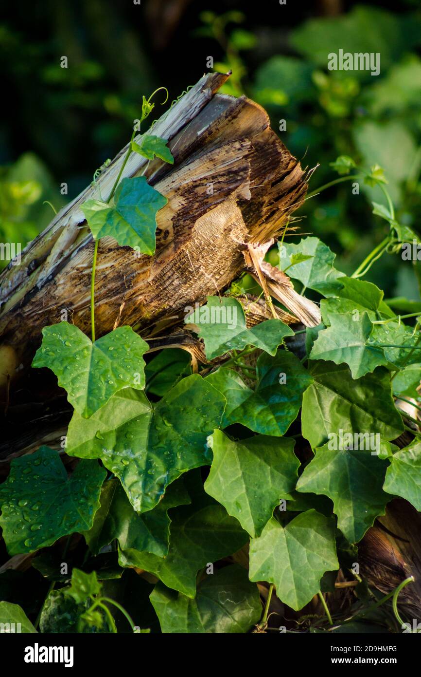 Leben & Tod Stockfoto