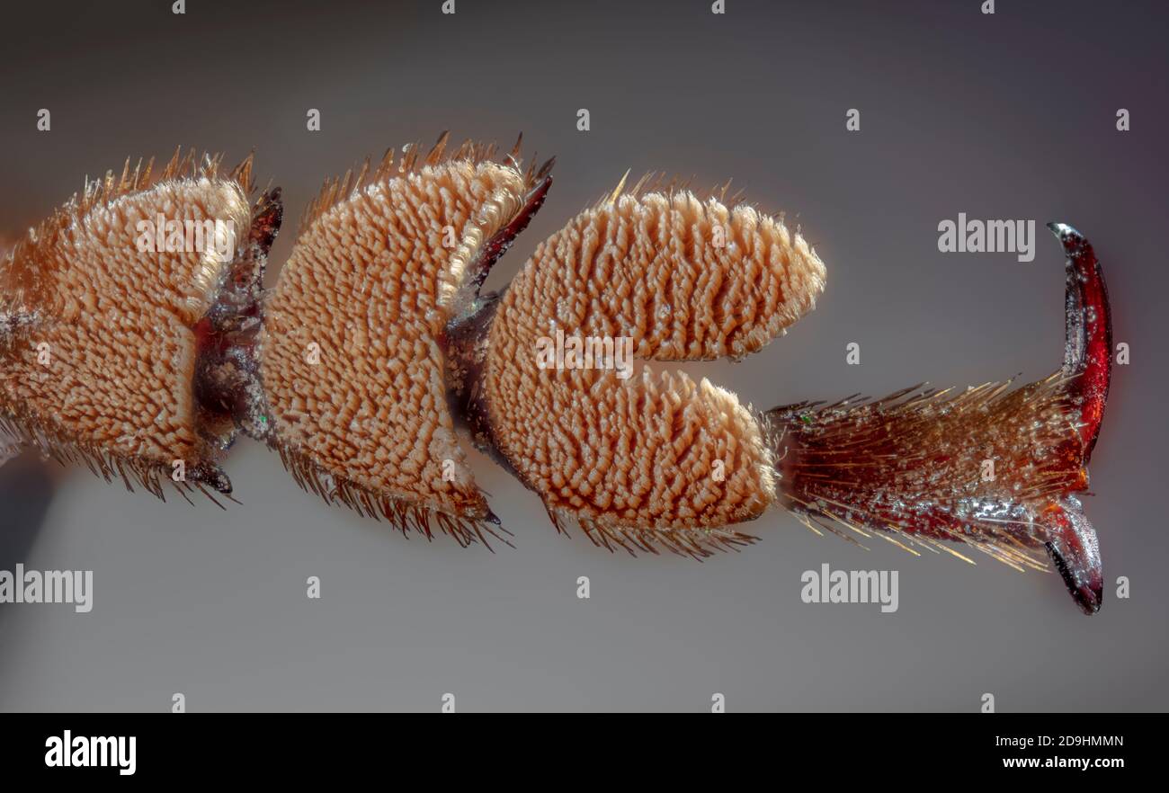 ECU Fuß des Palo Verde Root Borer, auch Palo Verde Beetle, Derobrachus geminatus & Derobrachus hovorei Stockfoto