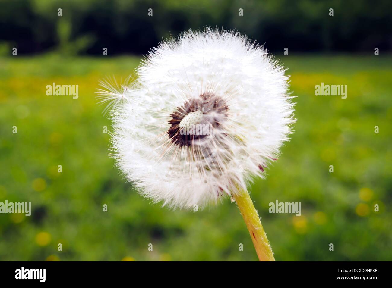 Weißer Löwenzahn-Samenkopf auf grünem Hintergrund, selektiver Fokus. Stockfoto