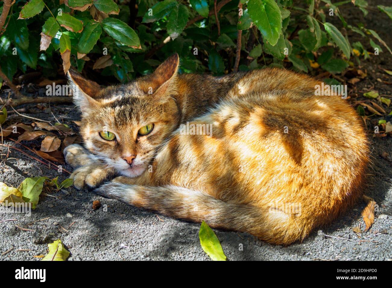 Obdachlose Ingwerkatze mit orange-grünen Augen liegt auf der Straße Im Schatten unter den Pflanzen Stockfoto