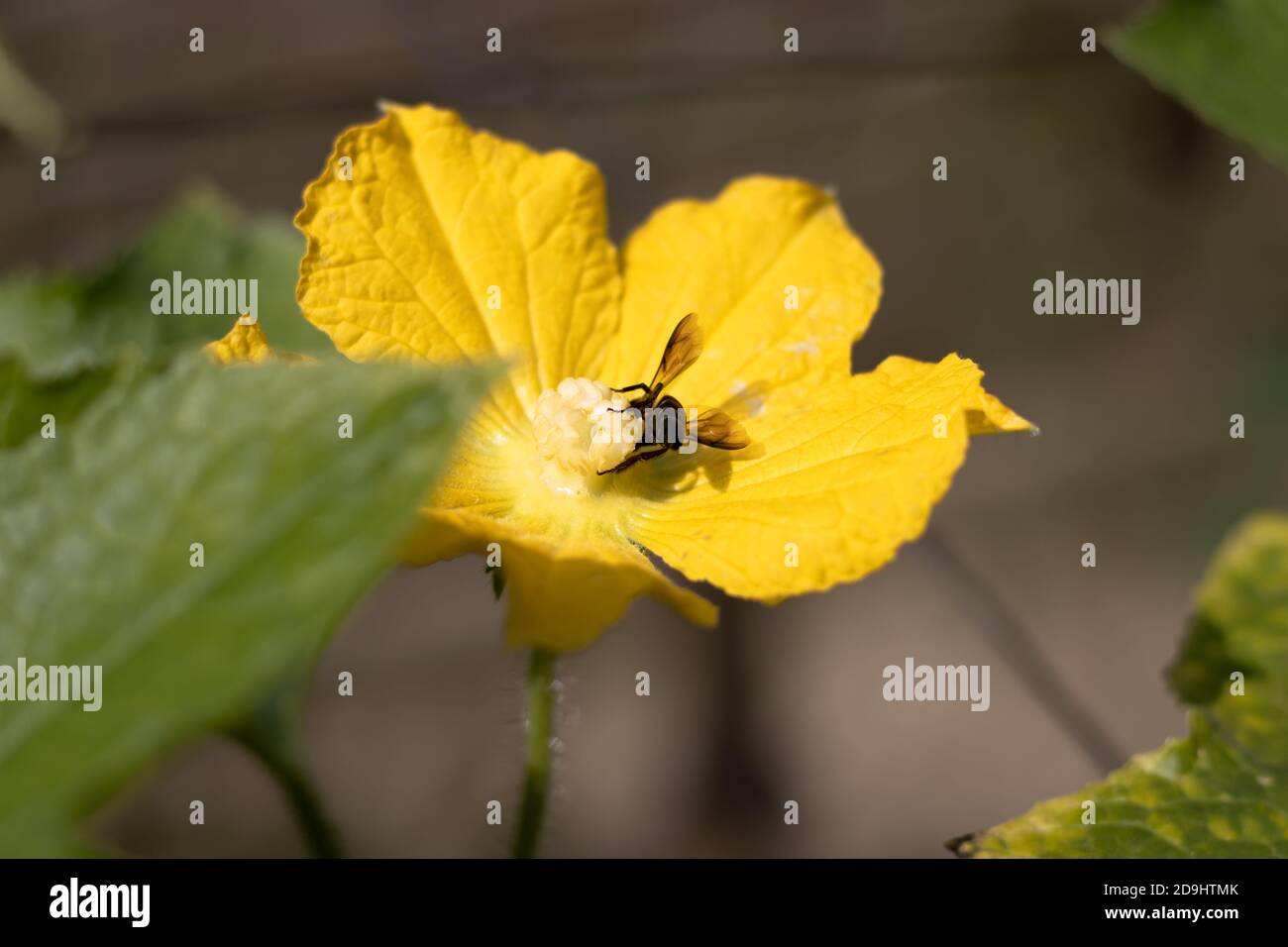 Bienen sammeln Honig aus der Wintermelone Squash Blume Stockfoto