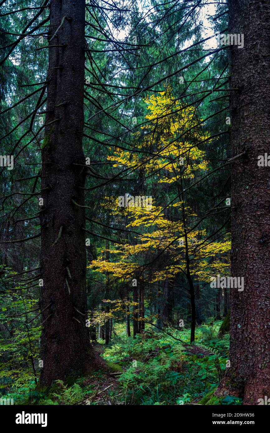 Ein leuchtender Laubbaum steht im dunklen Wald. Herbstfarben und dunkle Fichten. Herbstfarbener Baum im dunklen Wald. Leuchtender Kontrast. Hell Stockfoto