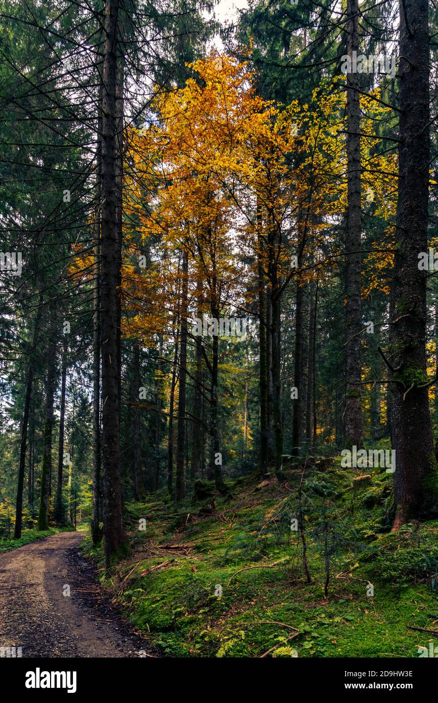 Ein leuchtender Laubbaum steht im dunklen Wald. Herbstfarben und dunkle Fichten. Herbstfarbener Baum im dunklen Wald. Leuchtender Kontrast. Hell Stockfoto