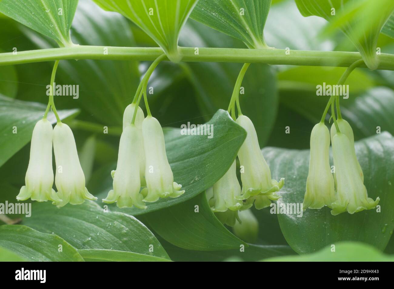 Salomos Siegel (Bell) Blumen bis Schuß schließen Stockfoto