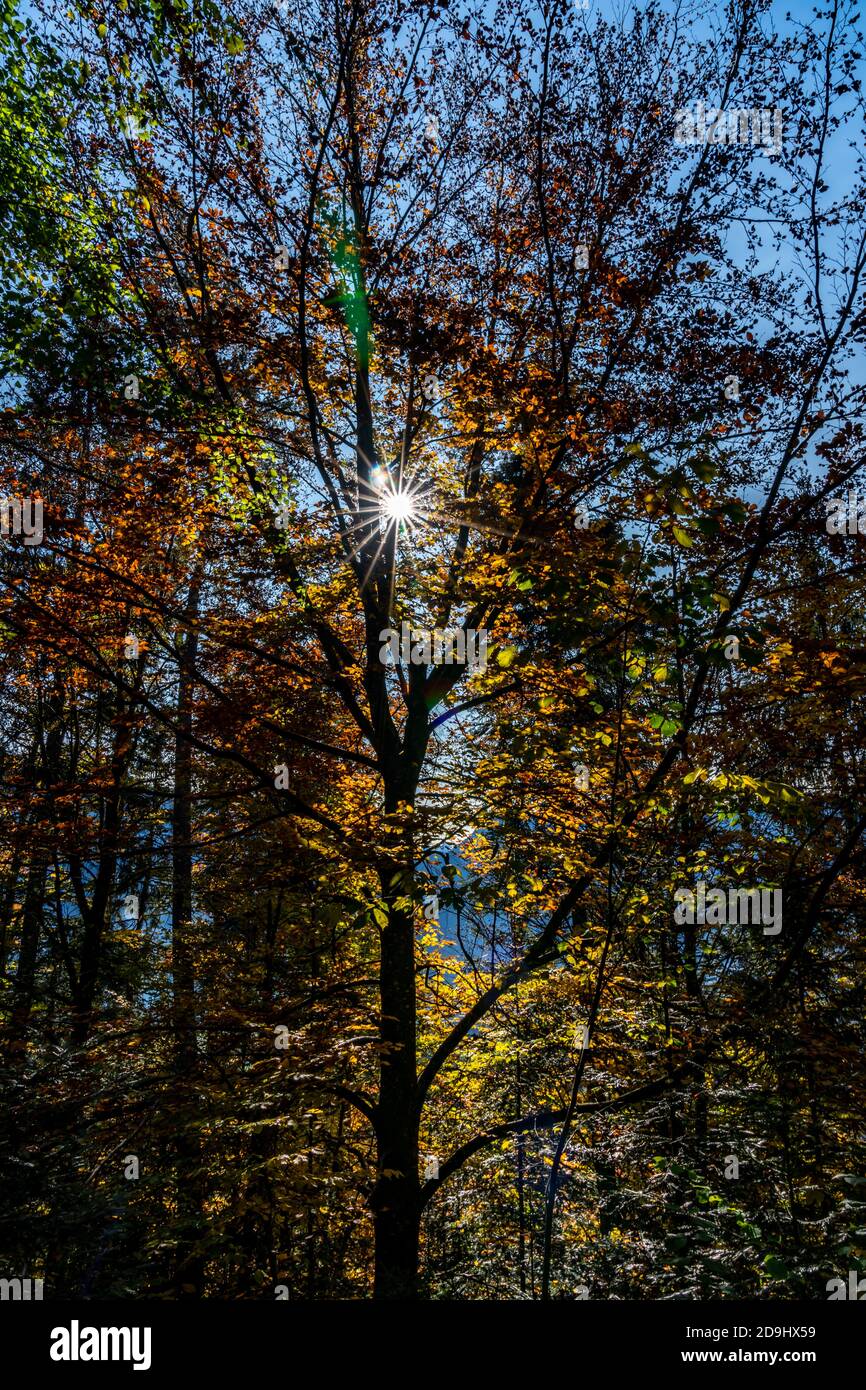 Die Sonne scheint durch die Blätter des Herbstwaldes. Farbige Bäume im Herbst und das Sonnenlicht lassen sie glühen! Wunderbarer Herbstwald! Spotlight Stockfoto