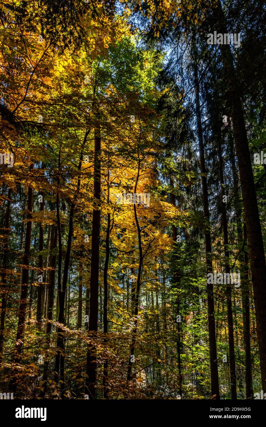Die Sonne scheint durch die Blätter des Herbstwaldes. Farbige Bäume im Herbst und das Sonnenlicht lassen sie glühen! Wunderbarer Herbstwald! Spotlight Stockfoto
