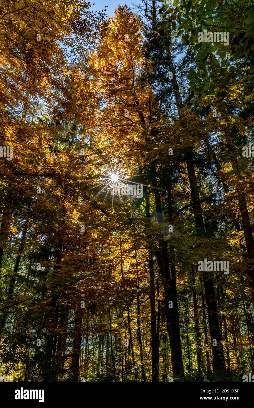 Die Sonne scheint durch die Blätter des Herbstwaldes. Farbige Bäume im Herbst und das Sonnenlicht lassen sie glühen! Wunderbarer Herbstwald! Spotlight Stockfoto