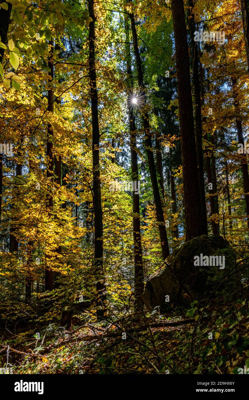Die Sonne scheint durch die Blätter des Herbstwaldes. Farbige Bäume im Herbst und das Sonnenlicht lassen sie glühen! Wunderbarer Herbstwald! Spotlight Stockfoto
