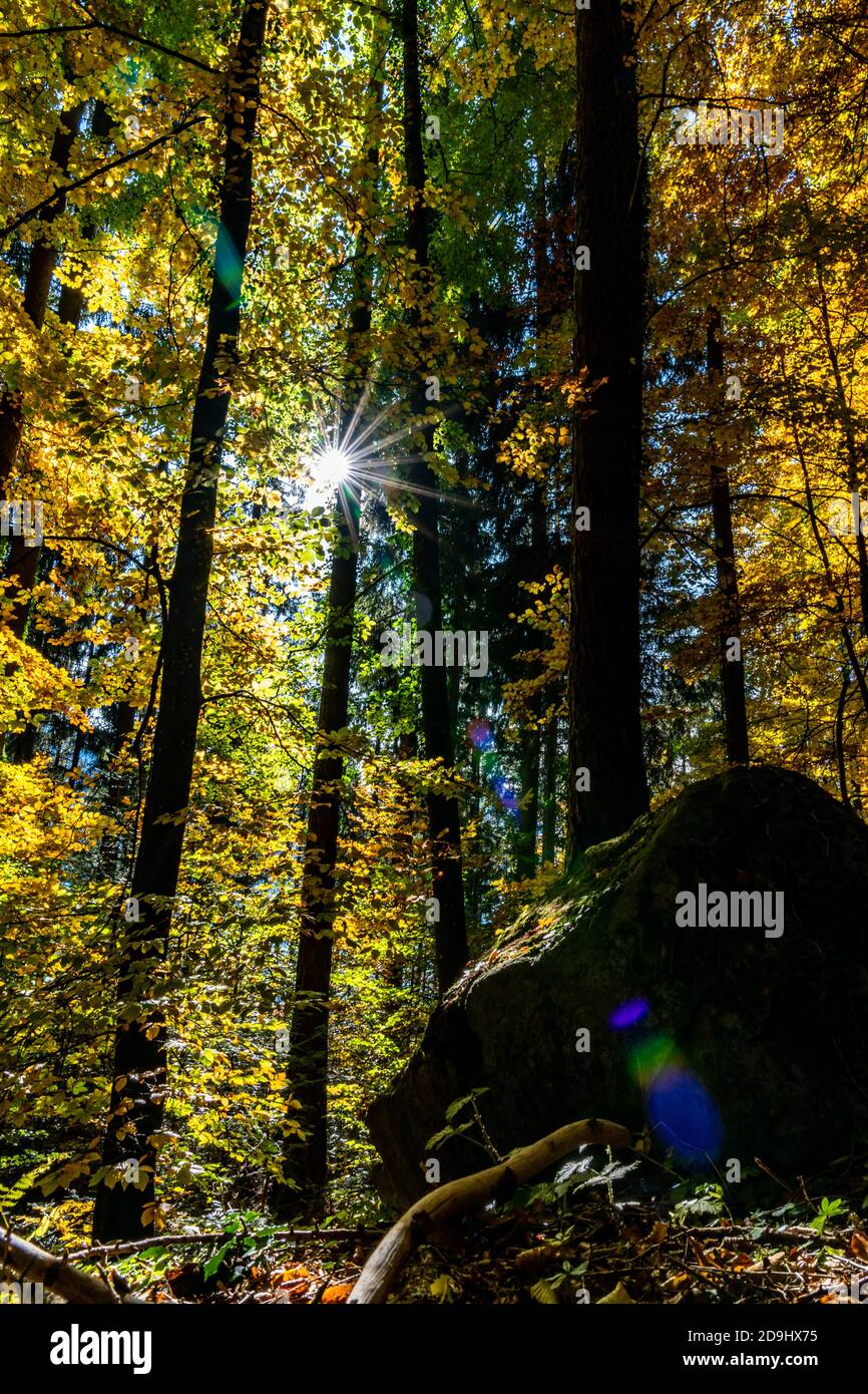 Die Sonne scheint durch die Blätter des Herbstwaldes. Farbige Bäume im Herbst und das Sonnenlicht lassen sie glühen! Wunderbarer Herbstwald! Spotlight Stockfoto
