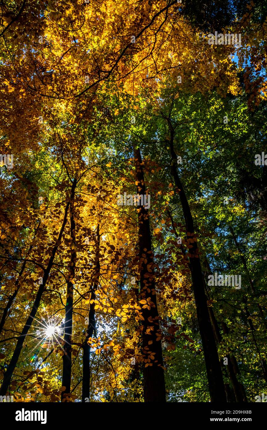 Die Sonne scheint durch die Blätter des Herbstwaldes. Farbige Bäume im Herbst und das Sonnenlicht lassen sie glühen! Wunderbarer Herbstwald! Spotlight Stockfoto