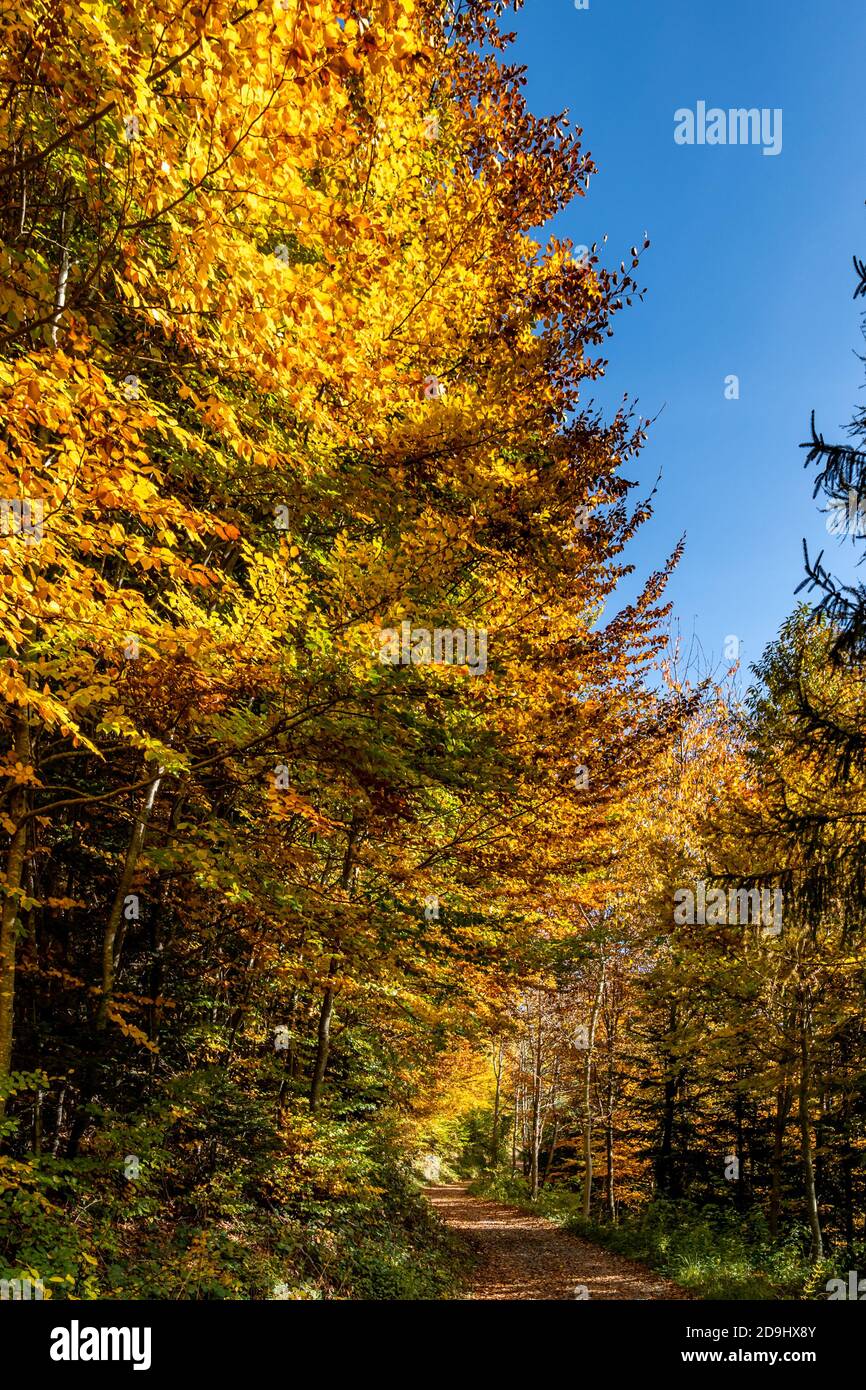 Die Sonne scheint durch die Blätter des Herbstwaldes. Farbige Bäume im Herbst und das Sonnenlicht lassen sie glühen! Wunderbarer Herbstwald! Spotlight Stockfoto