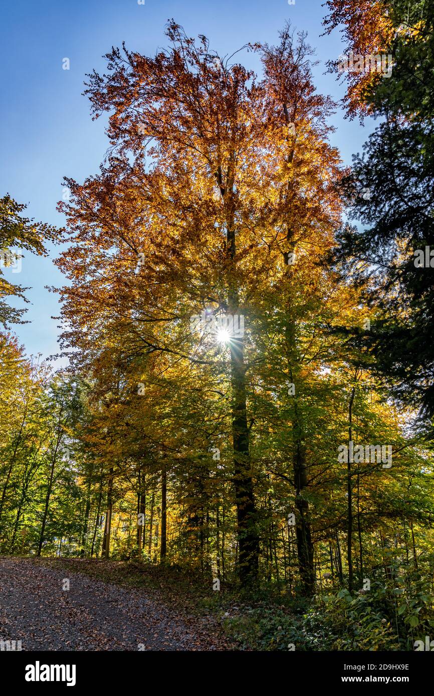 Die Sonne scheint durch die Blätter des Herbstwaldes. Farbige Bäume im Herbst und das Sonnenlicht lassen sie glühen! Wunderbarer Herbstwald! Spotlight Stockfoto