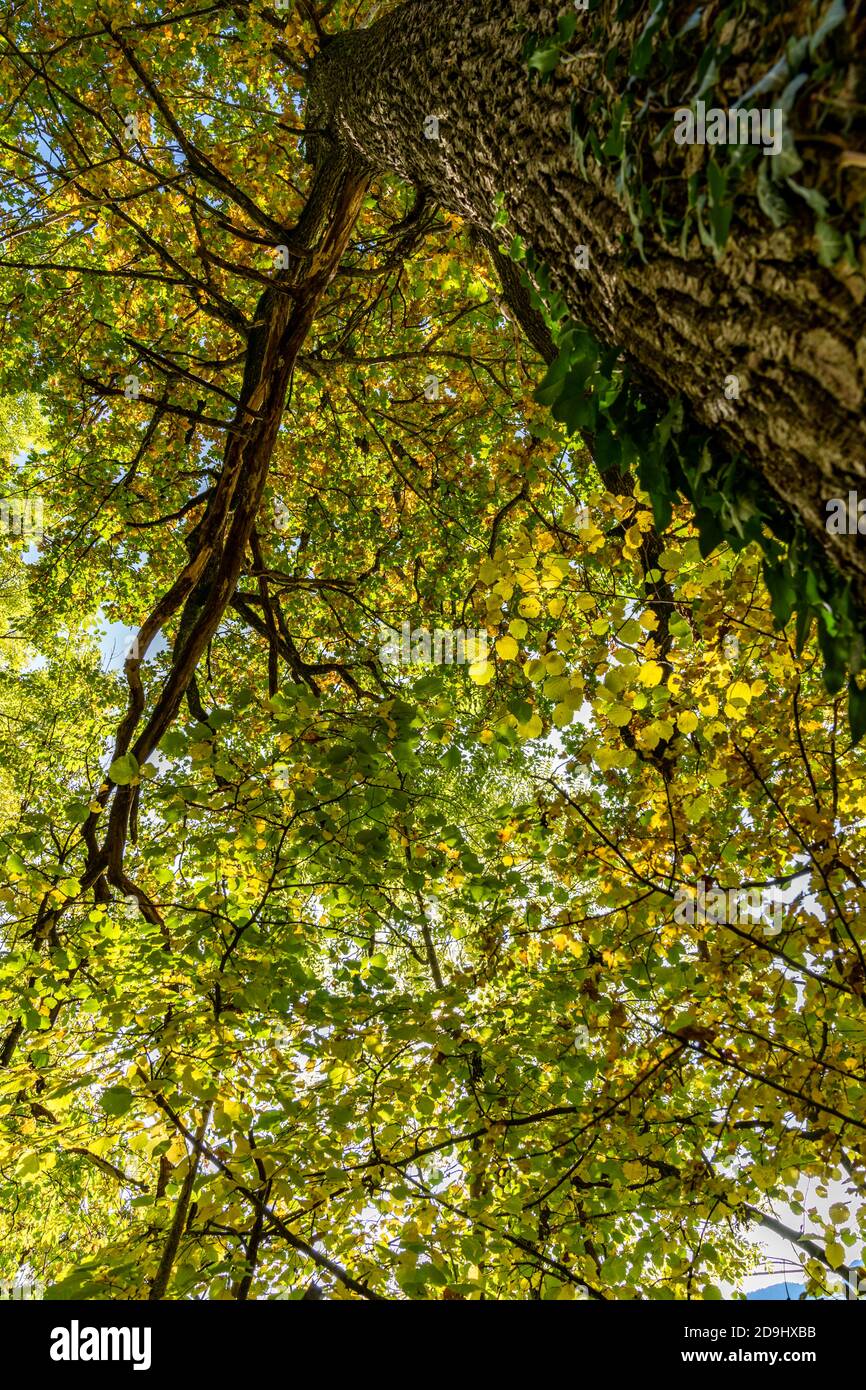 Die Sonne scheint durch die Blätter des Herbstwaldes. Farbige Bäume im Herbst und das Sonnenlicht lassen sie glühen! Wunderbarer Herbstwald! Spotlight Stockfoto