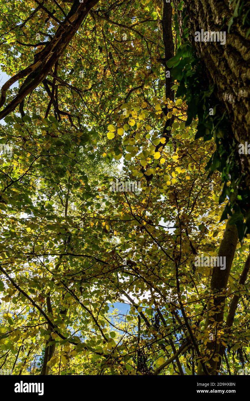 Die Sonne scheint durch die Blätter des Herbstwaldes. Farbige Bäume im Herbst und das Sonnenlicht lassen sie glühen! Wunderbarer Herbstwald! Spotlight Stockfoto