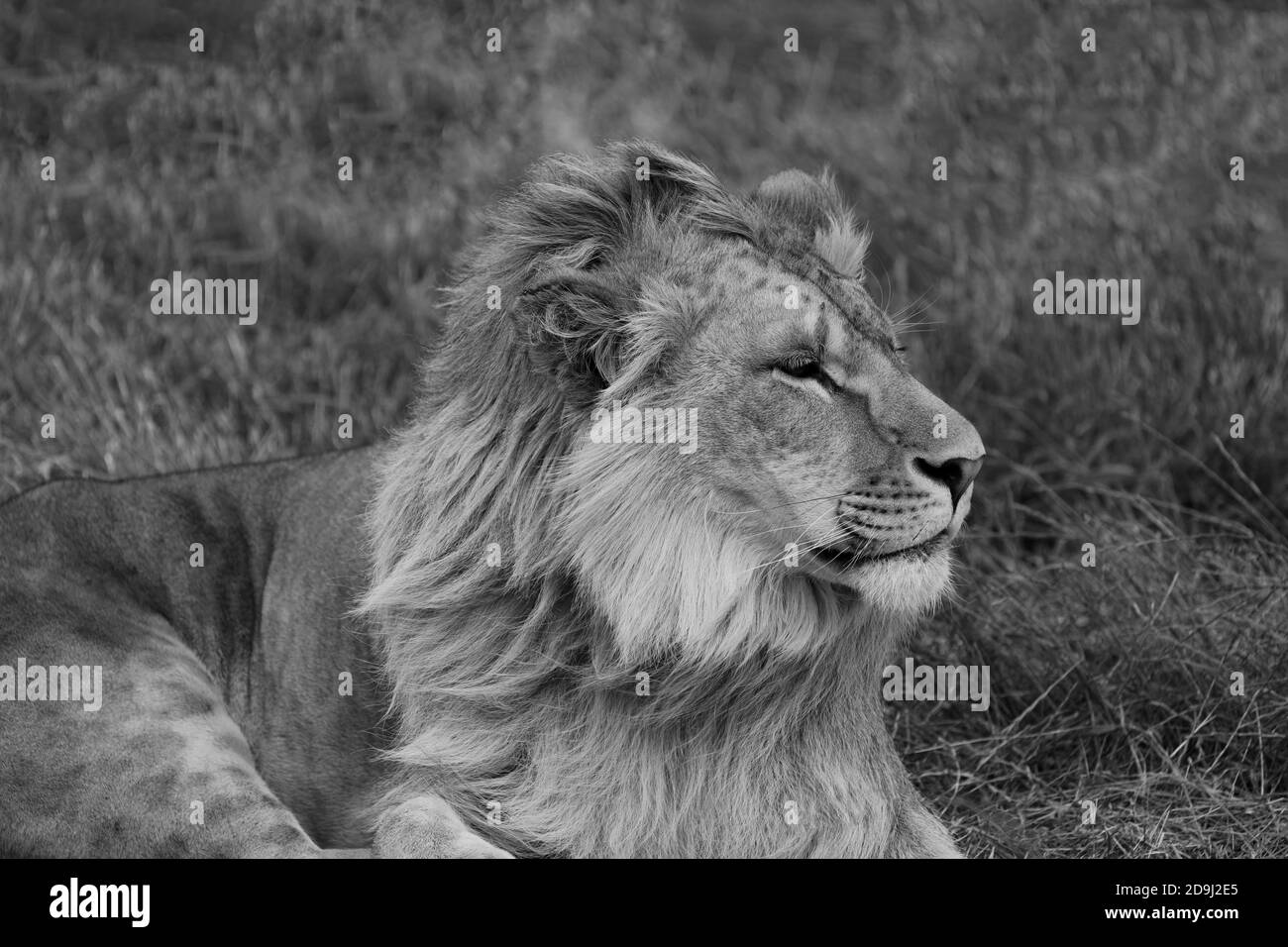 Junger männlicher Löwe (Panthera leo) im Drakenstein Lion Park, Klapmuts, Cape Winelands, Südafrika. Stockfoto