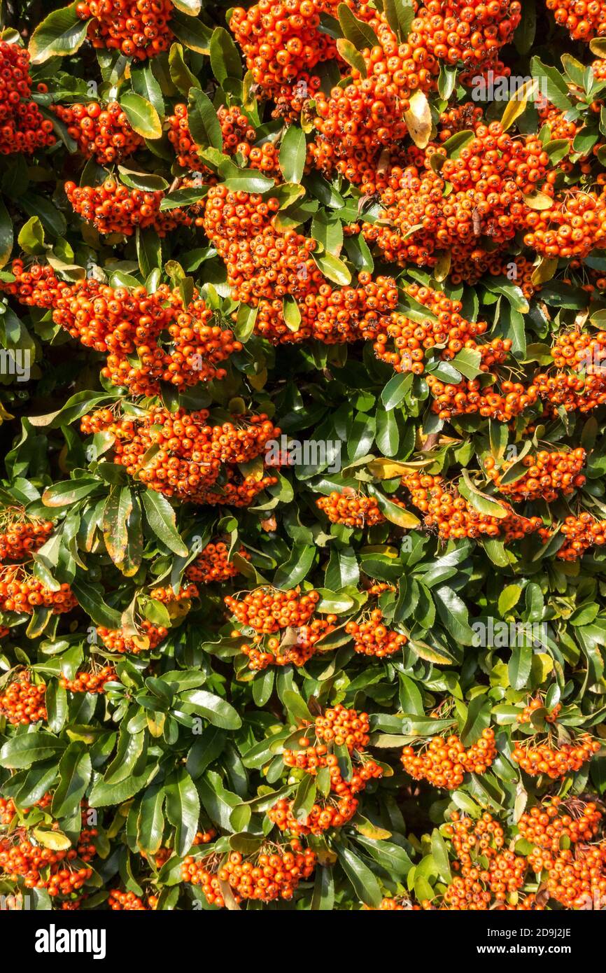 Leuchtend orange / rot Pyramicantha Firethorn Beeren im Herbst, England, UK Stockfoto