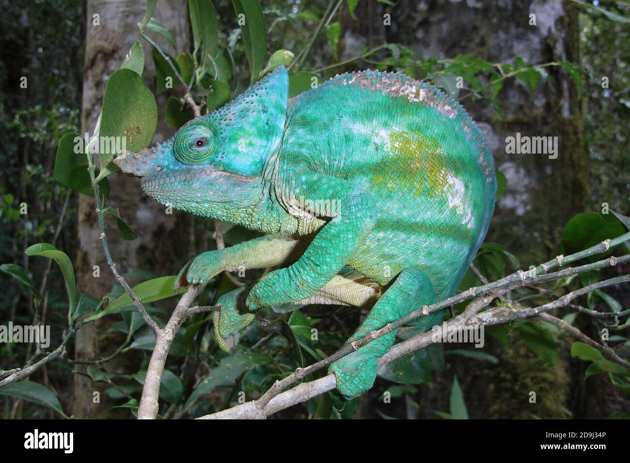 Parson's Chameleon (Calumma parsonii cristifer) männlich Stockfoto