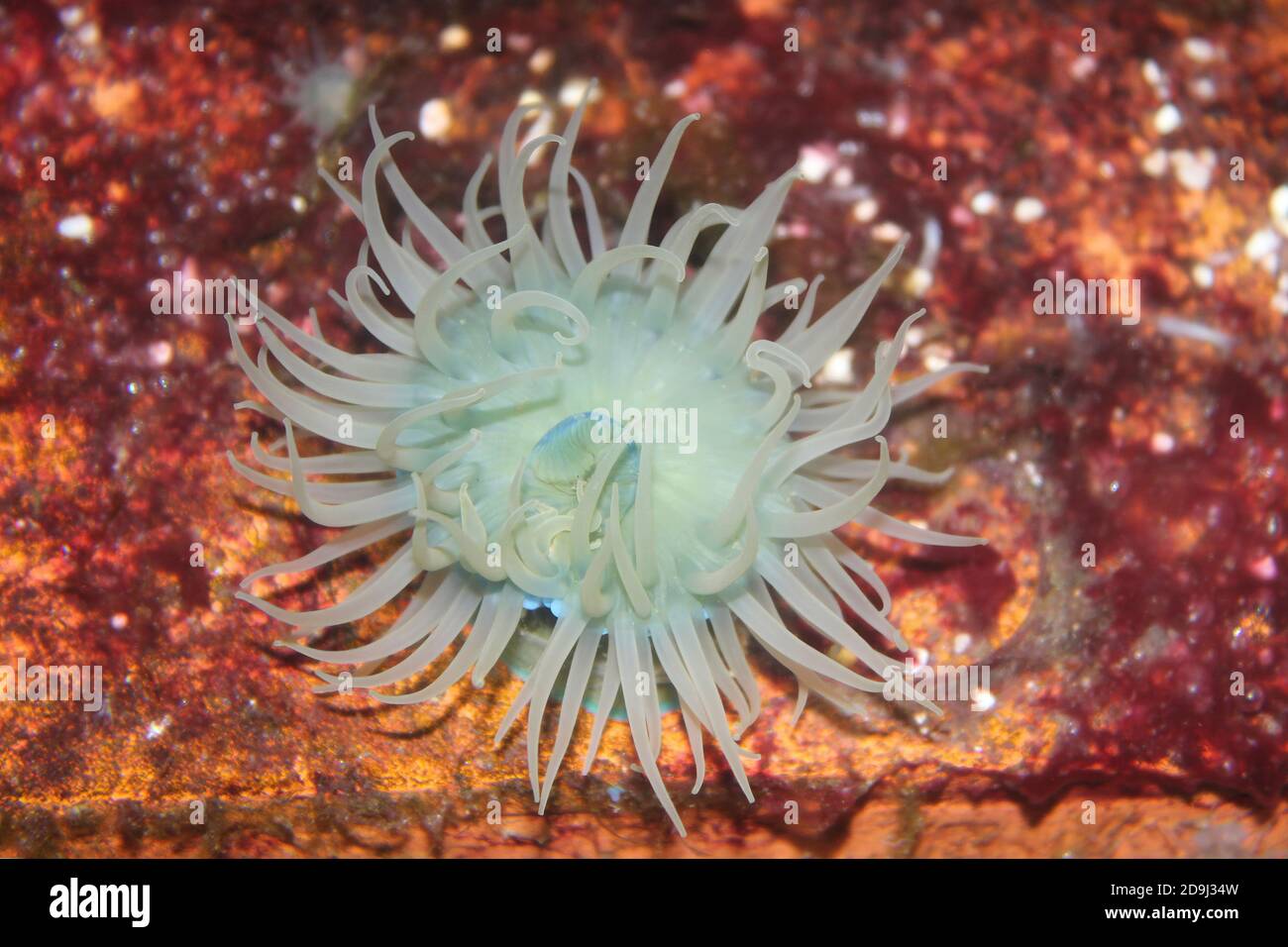 Perlenschneel Anemone (Actinia equina) - blasse Farbform Stockfoto