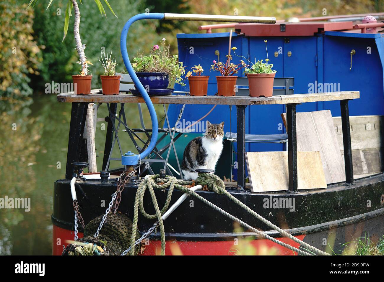 Eine tabby Katze umgeben von Pflanzen in Töpfen, bewacht ein Kanalboot. Stockfoto