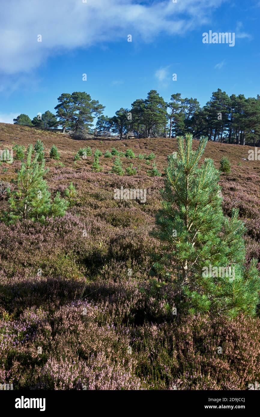 Natürliche Regeneration von schottischen Pinien auf dem Invercauld Estate, in der Nähe von Braemar, Aberdeenshire, Schottland. Stockfoto