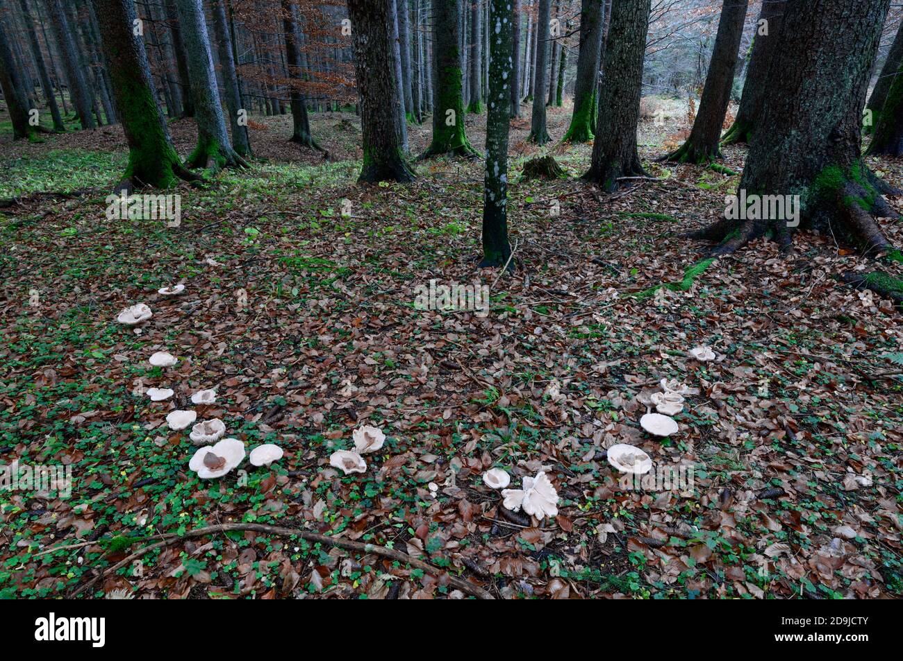 Feenring, Pilzkreis in einem Primärwald in den österreichischen alpen Stockfoto