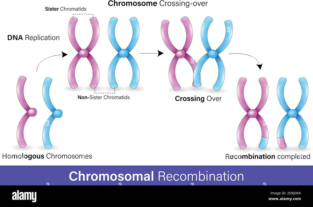 Mechanismus der Rekombination in Chromosomen im weißen Hintergrund Konzeptvektor Design Stock Vektor