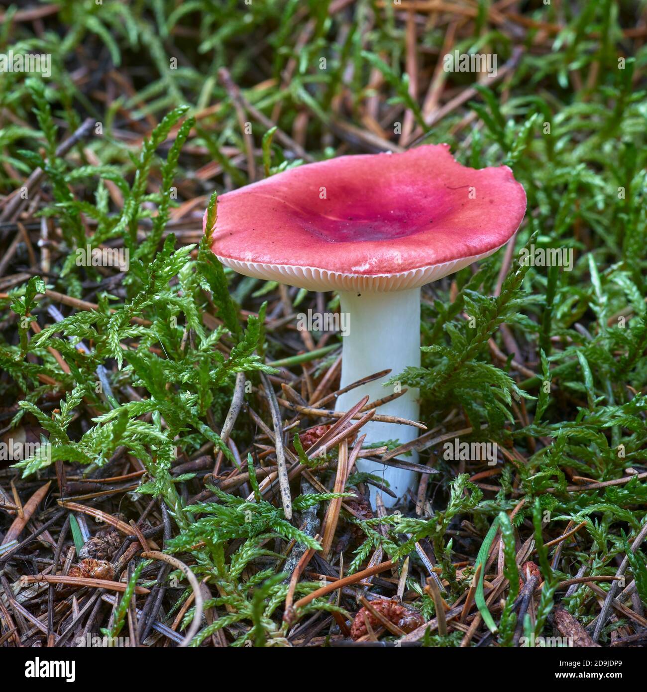 Täubling, der Sickener, ein Basidiomycete-Pilz. Glenlivet, Moray, Schottland. Stockfoto