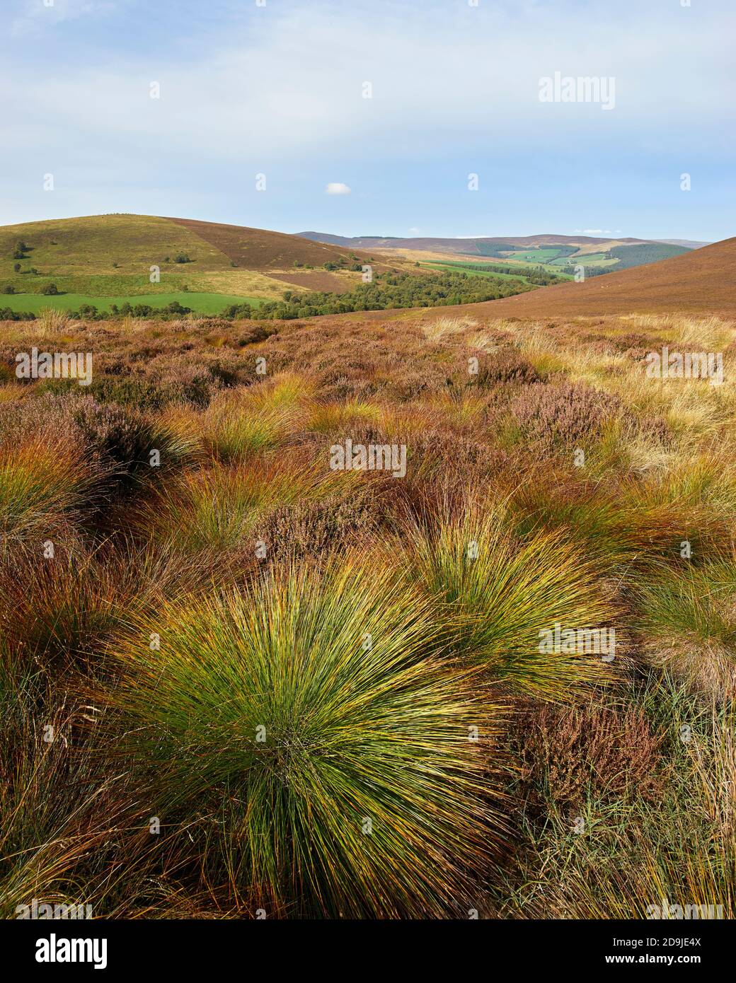 Gräser auf Moorland, der Bochel, in der Nähe von Tomnavoulin, Glenlivet, Moray, Schottland. Stockfoto