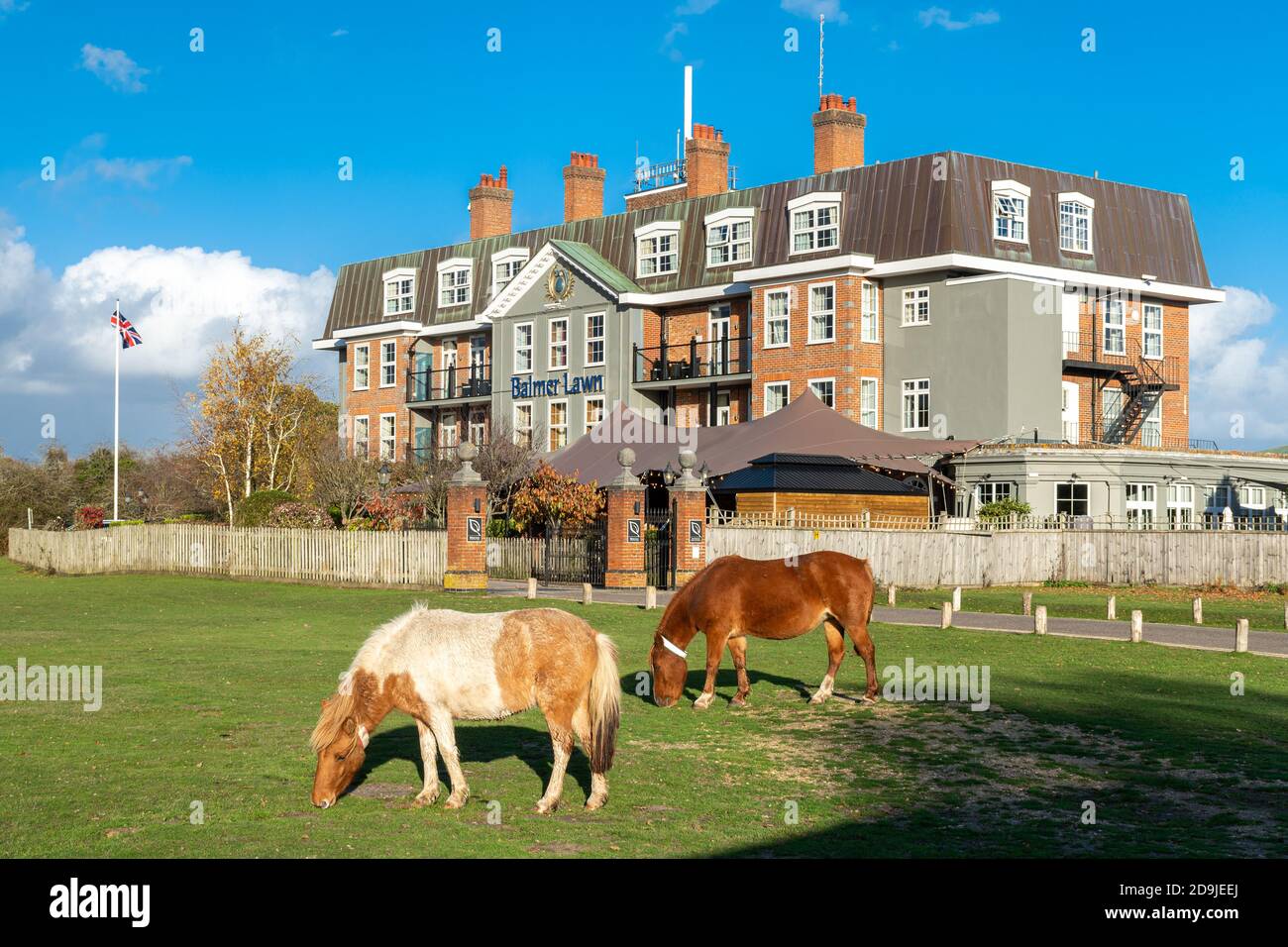 Zwei New Forest Ponys grasen vor dem Balmer Lawn Hotel in der Nähe von Brockenhurst im New Forest National Park, Hampshire, Großbritannien Stockfoto
