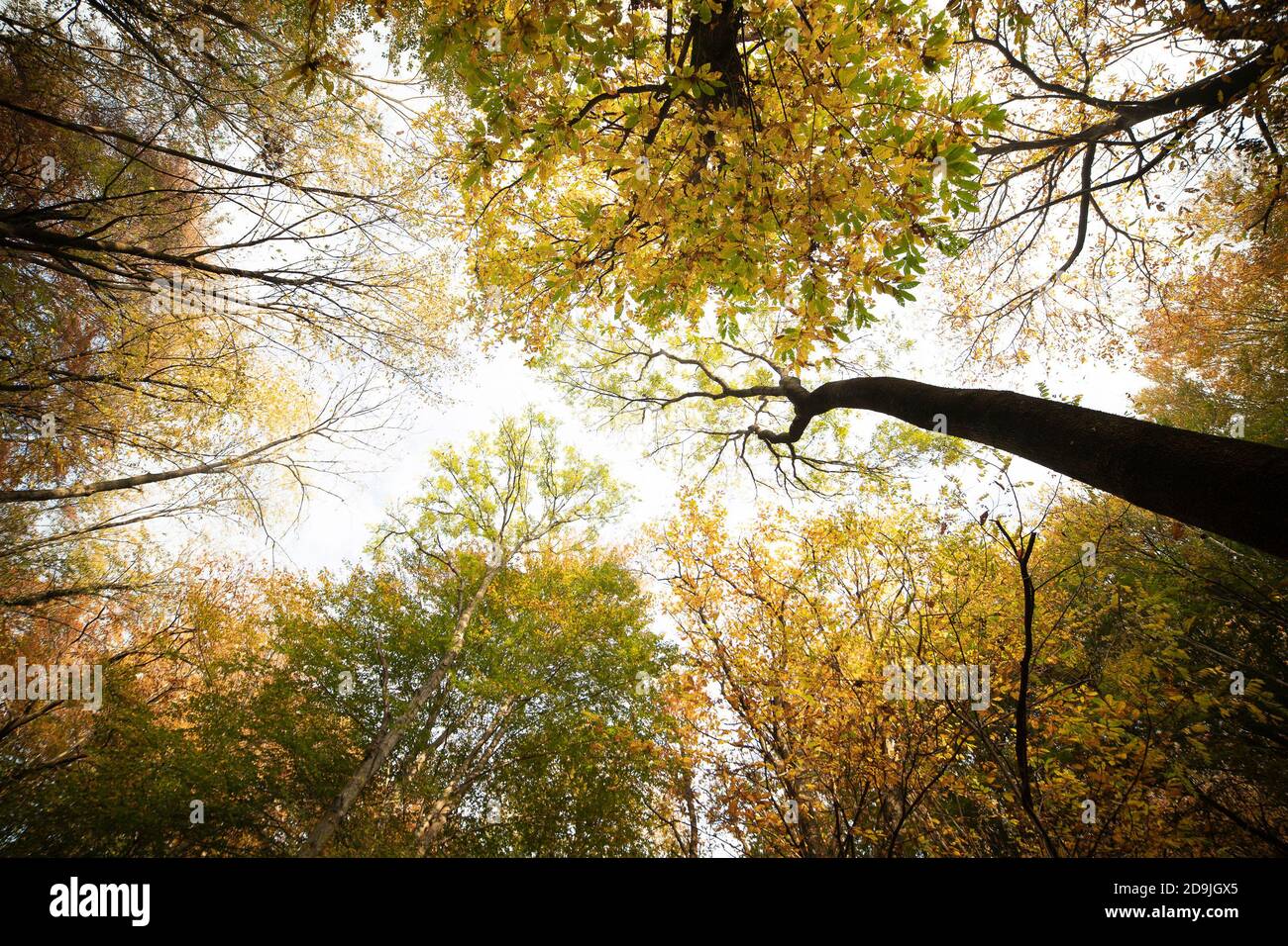 Baumkronen im Herbst Landschaft Wald, mit Laub Himmel. Campo dei Fiori Park, Varese, Italien. Stockfoto