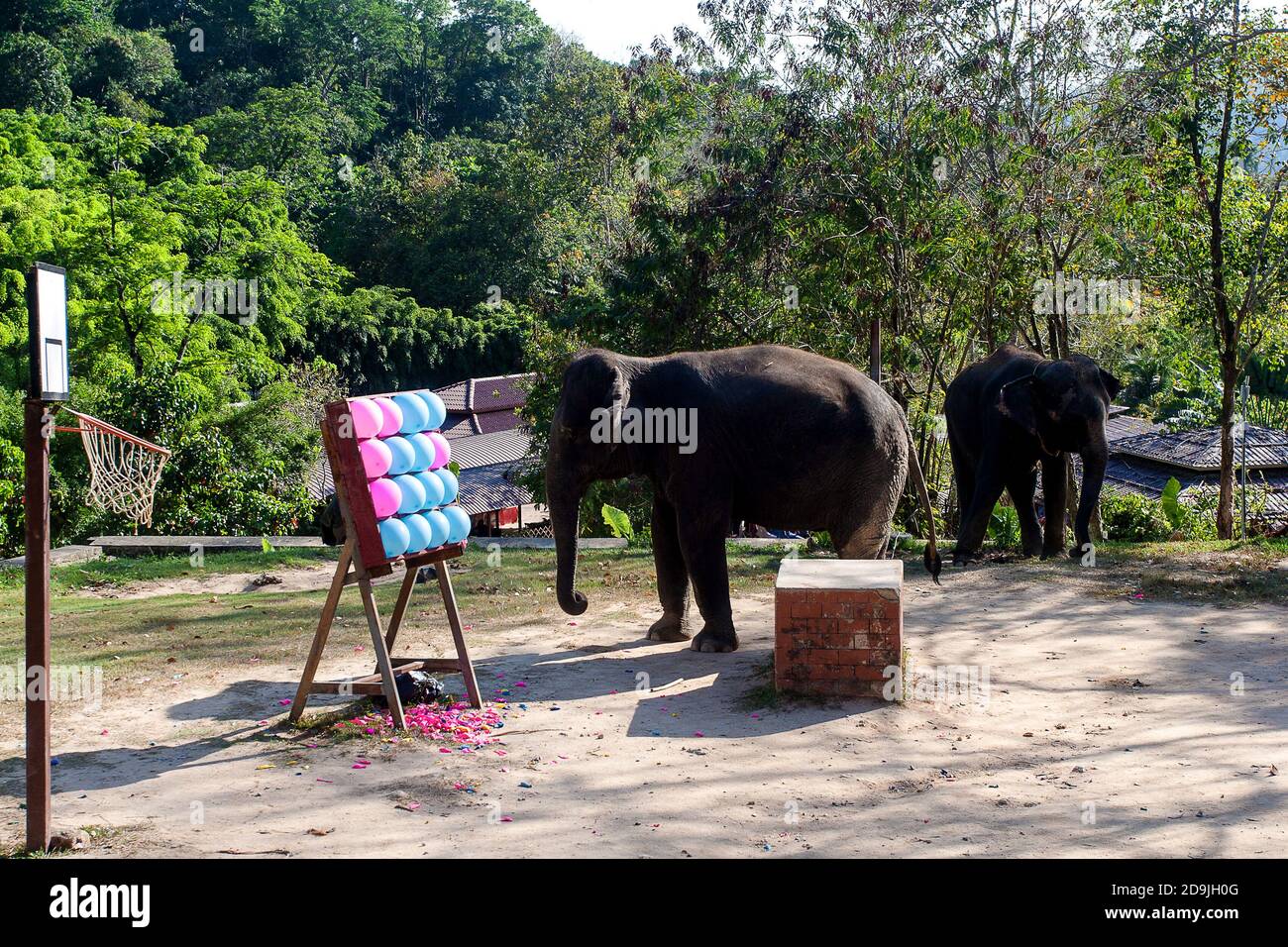 Ein Baby elehant tritt bei einem Zirkus mit Ballons in Thailand Stockfoto