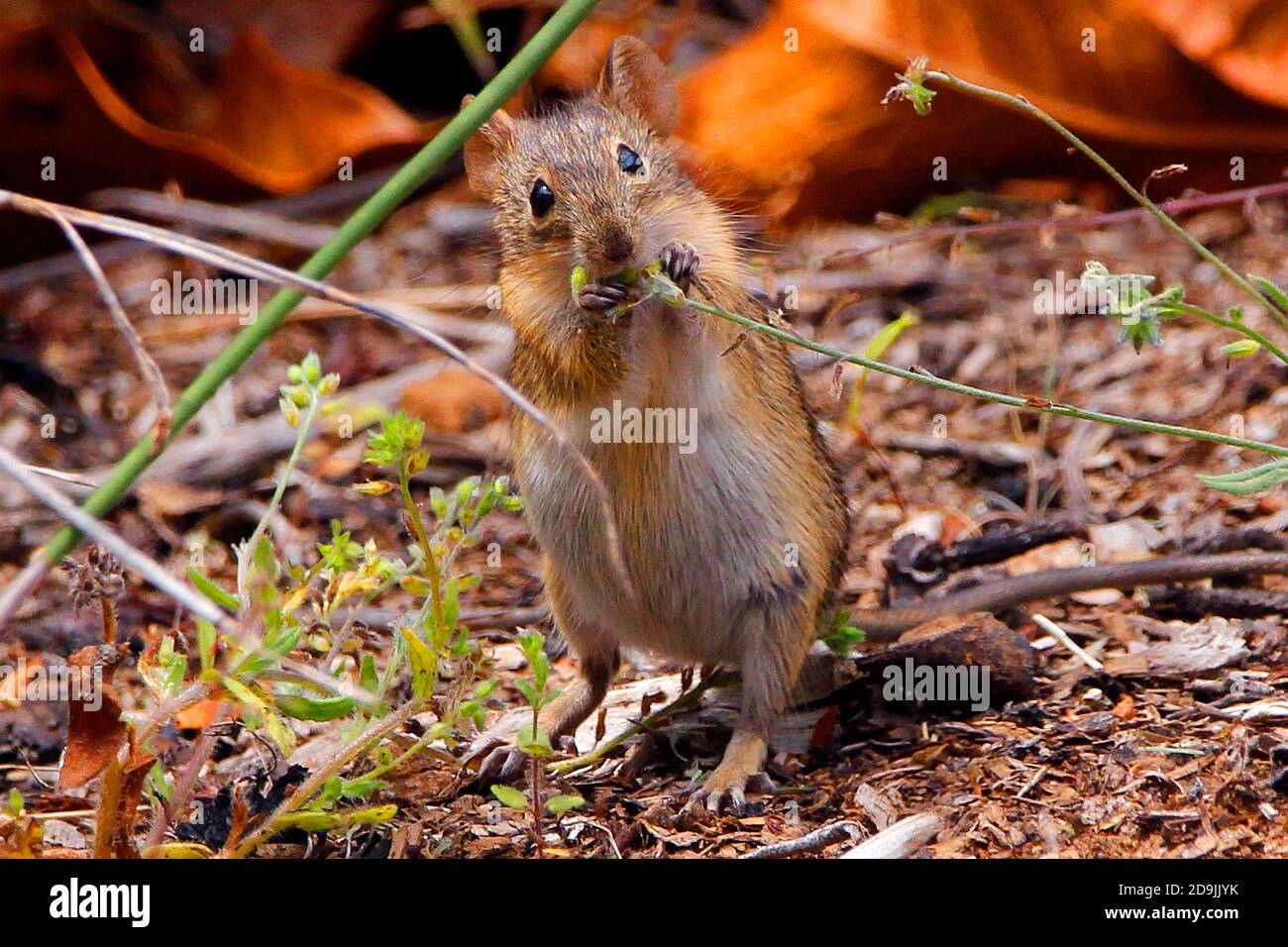 Eine hungrige gestreifte Maus, die sich auf Grassamen ernährt. Stockfoto