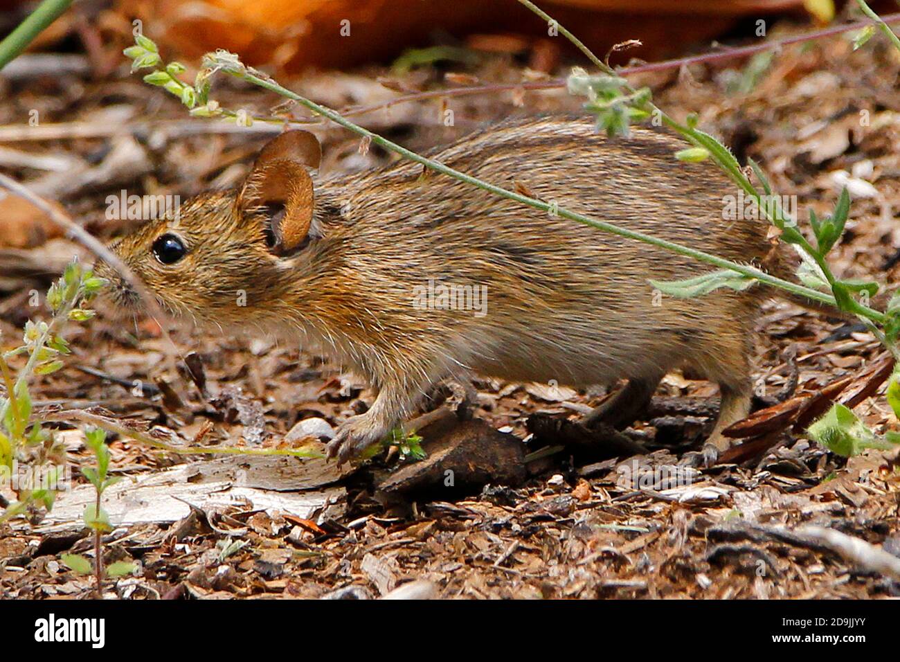 Eine hungrige gestreifte Maus, die sich auf Grassamen ernährt. Stockfoto