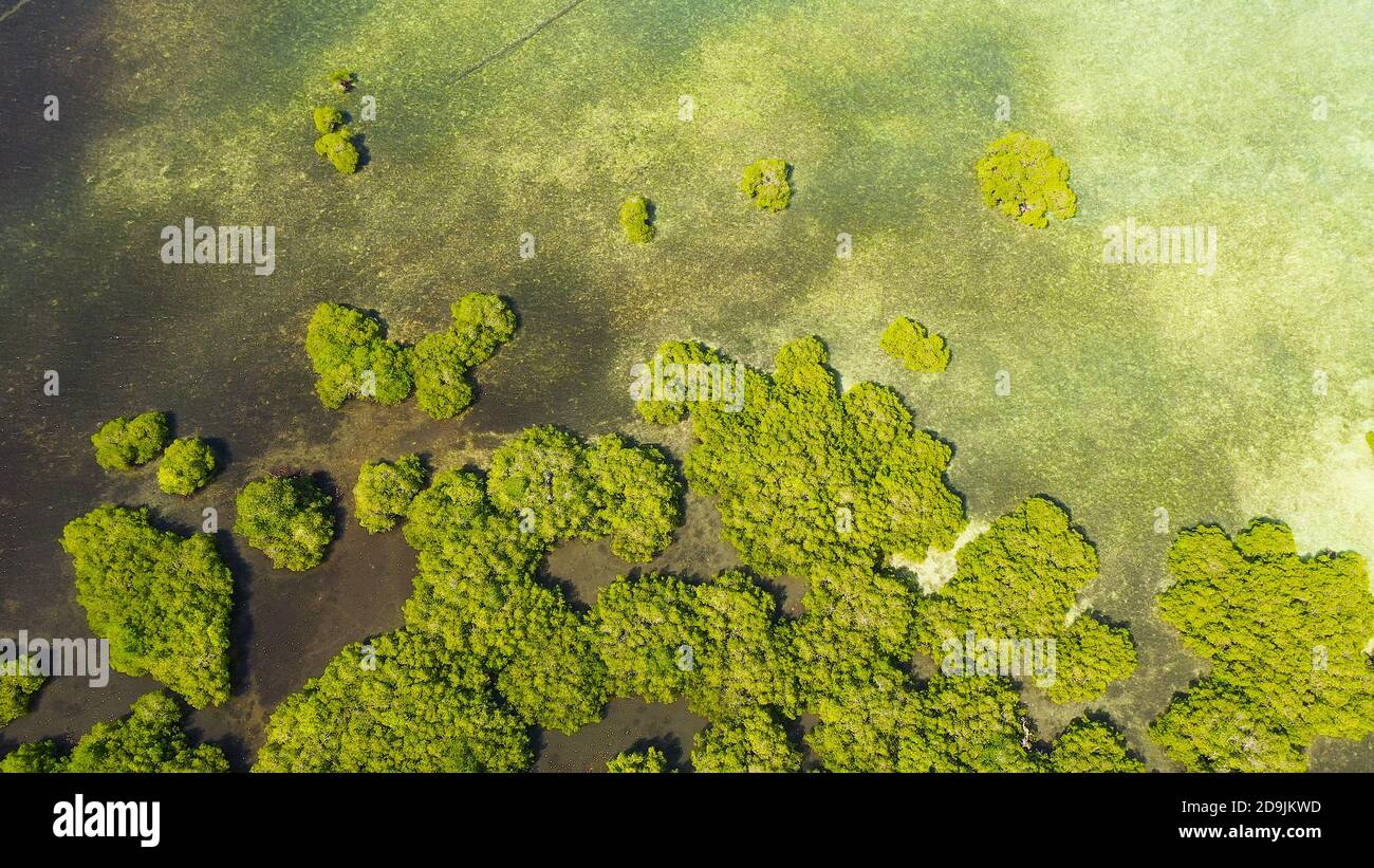 Tropische Mangroven grünen Baum Wald Blick von oben, Bäume, Fluss. Mangrovenlandschaft, Ökosystem und gesundes Umweltkonzept. Mindanao, Philippinen. Stockfoto