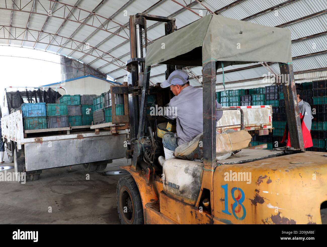 Lokale Bauern sind damit beschäftigt, 210,000 Hektar Seegurken in der Stadt Rongcheng, ostchinesische Provinz Shandong, am 26. Oktober 2020 zu ernten. Stockfoto