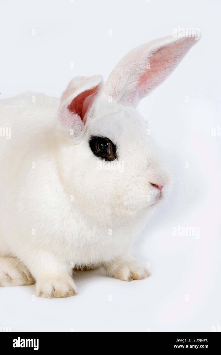 HOTOT KANINCHEN, EINE FRANZÖSISCHE RASSE AUS DER NORMANDIE Stockfoto