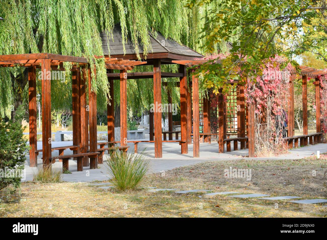 Die schöne Herbstlandschaft, die viele Kinder in Wanghu Park in Peking Stadt, China, zieht 27 Oktober 2020. Stockfoto