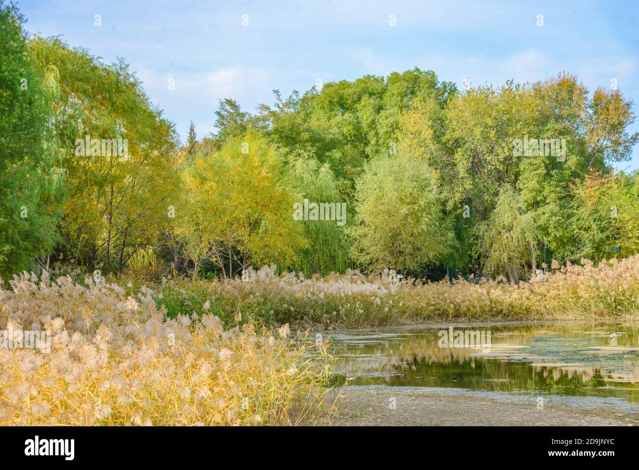 Die schöne Herbstlandschaft, die viele Kinder in Wanghu Park in Peking Stadt, China, zieht 27 Oktober 2020. Stockfoto