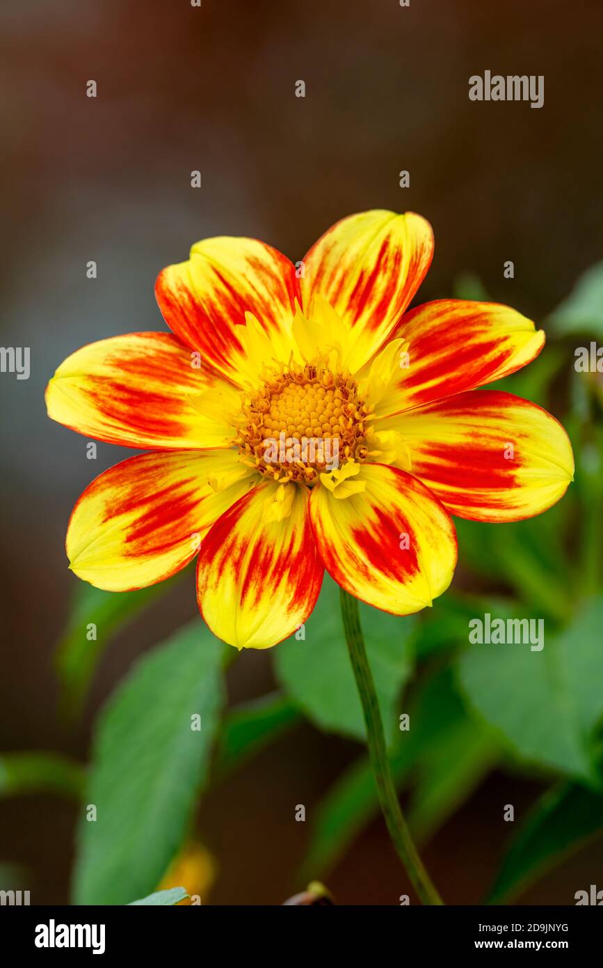 Dahlia 'Pooh Swan Island' eine orange gelbe Blume Sommerblume Tuber Pflanze Stock Foto Bild Stockfoto